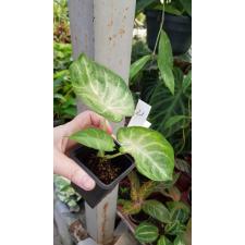 Caladium 28