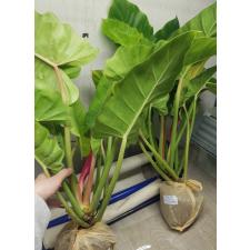 Philodendron Jungle Fever