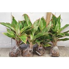 Аглаонема Аврора - Сияющий розовый / Aglaonema Aurora - Sparkling Pink A-10