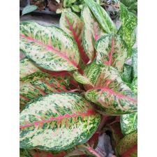 Aglaonema 10 Karat A-1