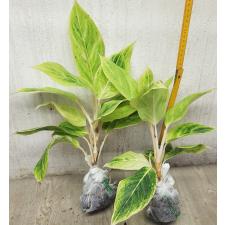 Aglaonema Green A-83