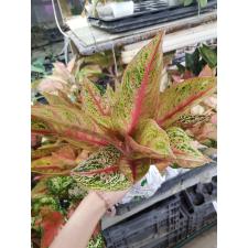 Aglaonema BA-4 Lagacy