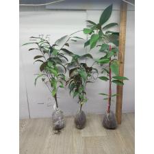 Chrysophyllum cainito Sapotaceae 44-43