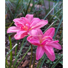 Zephyranthes Sila Rose