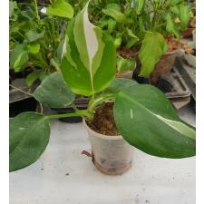 Philodendron white wizard 350p