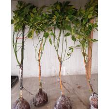 Fagraea fragrans (yellow variegated)(grafted) 131