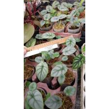 Alocasia Silver Dragon s - 700p