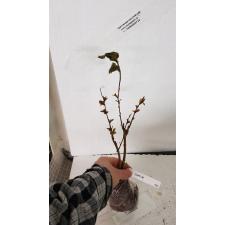 Lagerstroemia indica (red flower and black leaf) 451