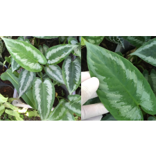 Шизматоглоттис пикта / Schismatoglottis picta