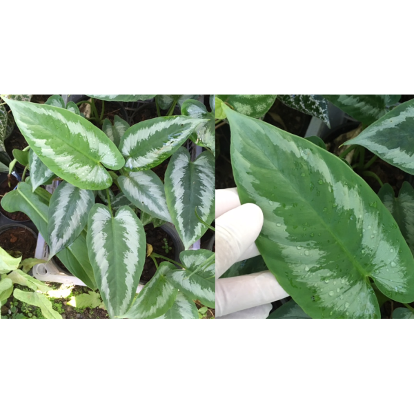 Шизматоглоттис пикта / Schismatoglottis picta