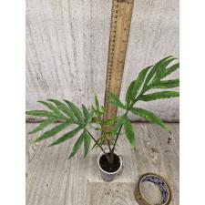 Alocasia brancifolia pot 