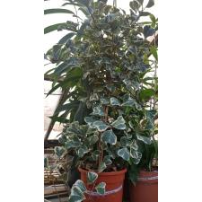 Ficus Triangularis 'sweetheart' pot 650p