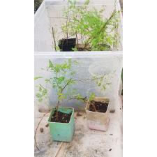 Calliandra sp 90p