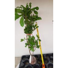 Synsepalum dulcificum 207 сентябрь 1500р