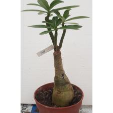 Adenium EK 8319