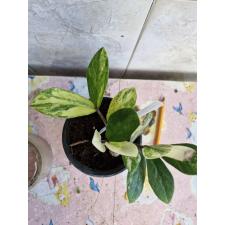 Zamioculcas zamiifolia variegated (short leaf) pot var. 1