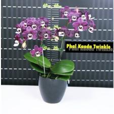 Phal. Kaoda Twinkle 2.5 B26 octob