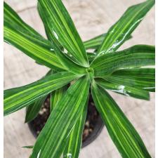 Драцена фрагранс варегатная  / Dracaena fragrans variegated