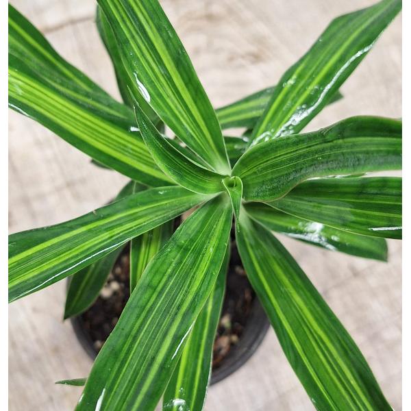 Драцена фрагранс варегатная  / Dracaena fragrans variegated