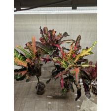 Codiaeum Phak Dee (Special 79/1