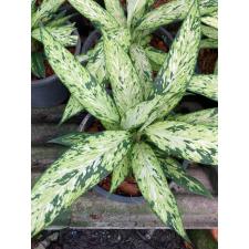 Dieffenbachia Star Bright 371 dekabr