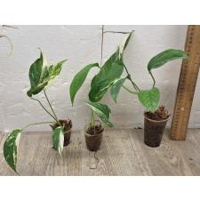 Эпипремнум пиннатум (белая вариегатность) / Epipremnum pinnatum (white variegated) 