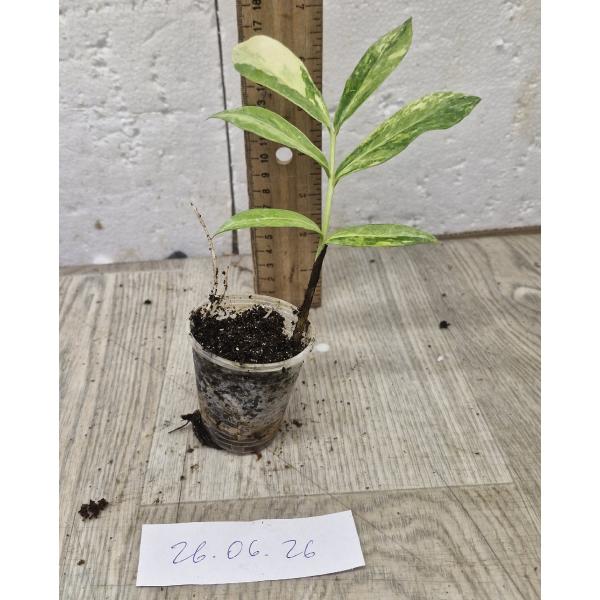 Замиокулкас замифолия варегатная (Длинный лист) / Zamioculcas zamiifolia variegated (long leaf) (S)