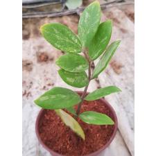 Zamioculcas zamifolia variegated short leaf 6pot