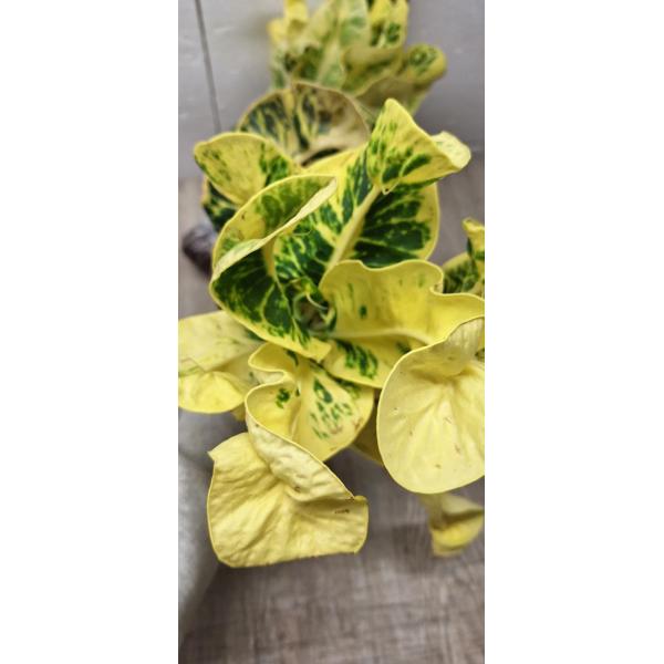 Codiaeum A53 Thong lor