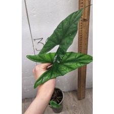 Alocasia Simpo