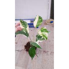 Epipremnum pinnatum (white variegated) pot 750p