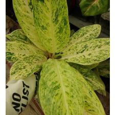 aglaonema sp gold L