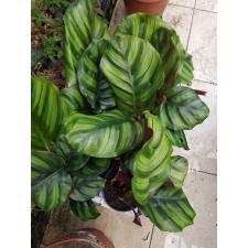 Calathea Fasciata 12 cm pot