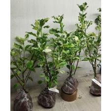 Gardenia angusta variegated 123 по 1600р