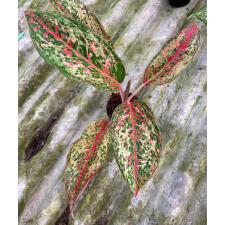 Aglaonema Prakay Ngern (No.2) 92/1 dekabr