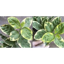 Премна серратифолия альбомаргината / Premna serratifolia albomarginata