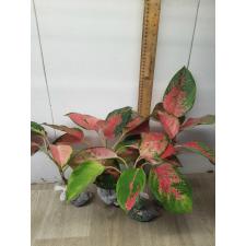 Aglaonema Chang Dang A-24