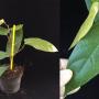 Ficus sp.(T50) aff villosus (glabrous leaf).