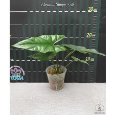 Alocasia Simpo sib  B3 pr.sent