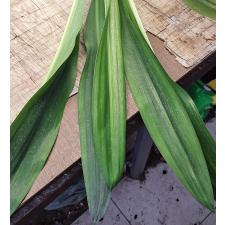 Кринус гигантеум / crinum giganteum