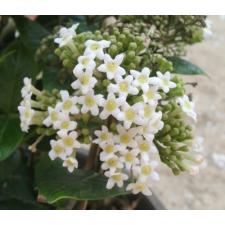 Ронделетия амоена / Rondeletia amoena