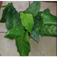 calathea network musaica