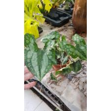 asarum sp горшок глина