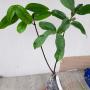 Strophanthus gratus