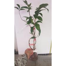 Brunfelsia mire 240
