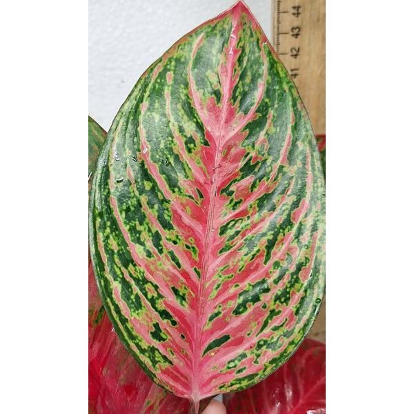 Аглаонема Амнат Джарен / Aglaonema Amnat Jaren A-18