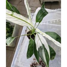 Спатифиллум сп. Нью Ван / Spatiphyllum sp New One