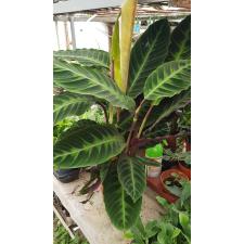 Calathea Warscewiczii 19 cm pot