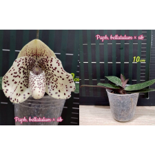 Папхиопедилум беллатулум х сиб / Paph. bellatulum x sib