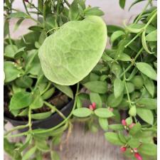 Дисхидия гребешковая / Dischidia pectinoides